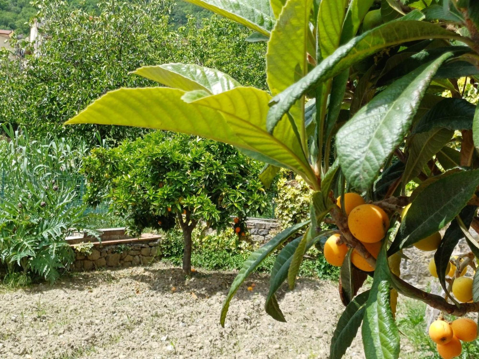 Country House B&B Antica Dimora Del Sole Camerota Exterior foto